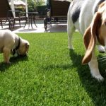 Synthetic Pet Turf Company Poway, Artificial Pet Grass Backyard Installation