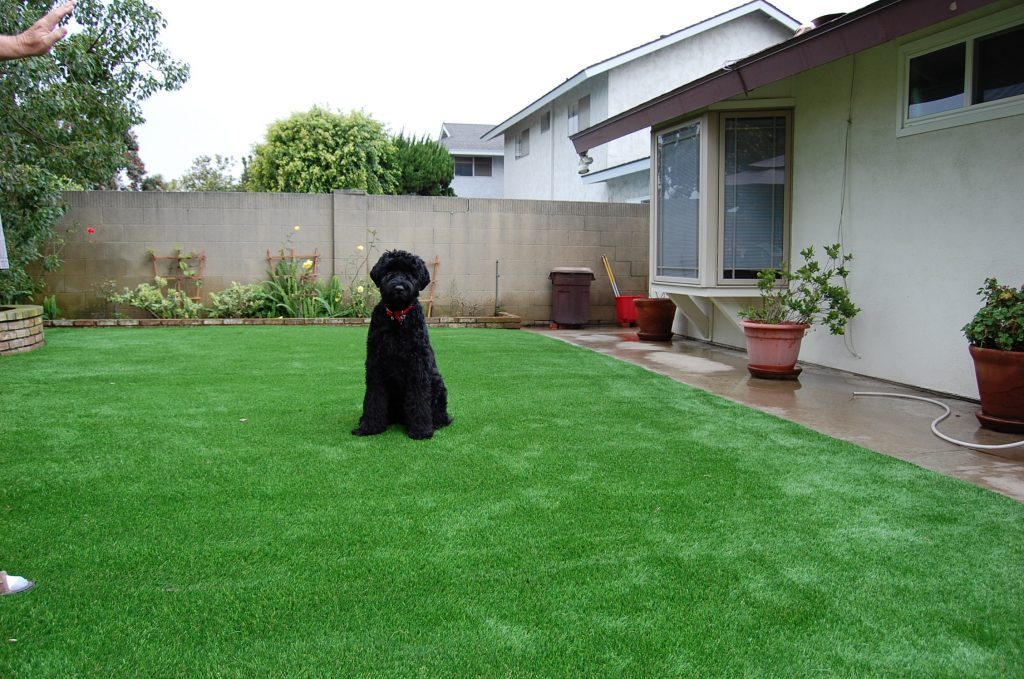 Synthetic Lawn Pet Turf Poway, Top Rated Artificial Grass Installation for Dogs