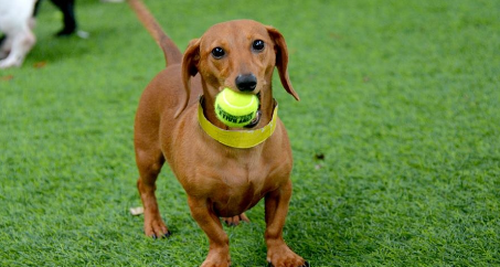 Reasons That Artificial Turf Is The Best Choice For Pets Poway