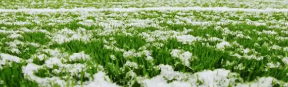 ▷7 Tips To Remove Snow From The Artificial Grass Poway