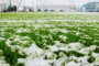 7 Tips To Remove Snow From The Artificial Grass Poway