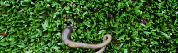 ▷7 Tips To Keep Worms Out Of Artificial Grass Poway