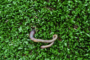 7 Tips To Keep Worms Out Of Artificial Grass Poway