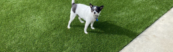 ▷7 Things To Know Before You Buy Artificial Turf For Dogs In Poway