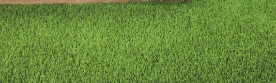 ▷5 Tips To Deal With Your Damaged Artificial Turf In Poway