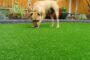 5 Tips To Install Artificial Pet Turf For Your Furry Friends In Poway